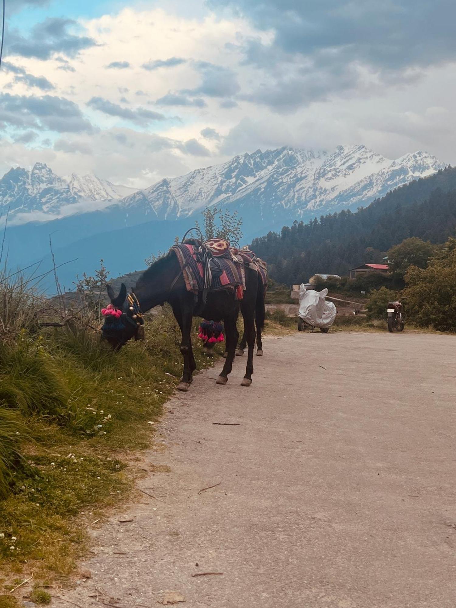 Faraway Cottages, Auli Joshīmath Zewnętrze zdjęcie